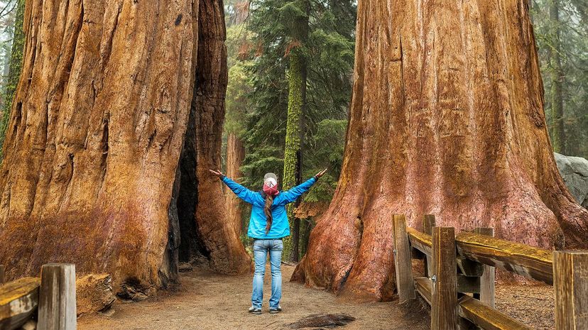 Giant Sequoia National Monument