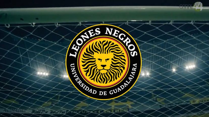 29_Leones Negros