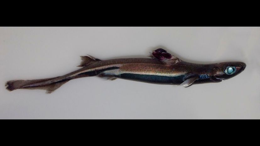 35 Lantern shark