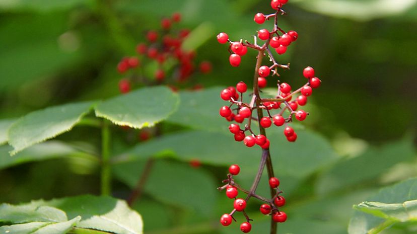 Elderberries