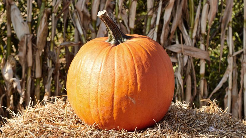 15 Pumpkin GettyImages-857848294