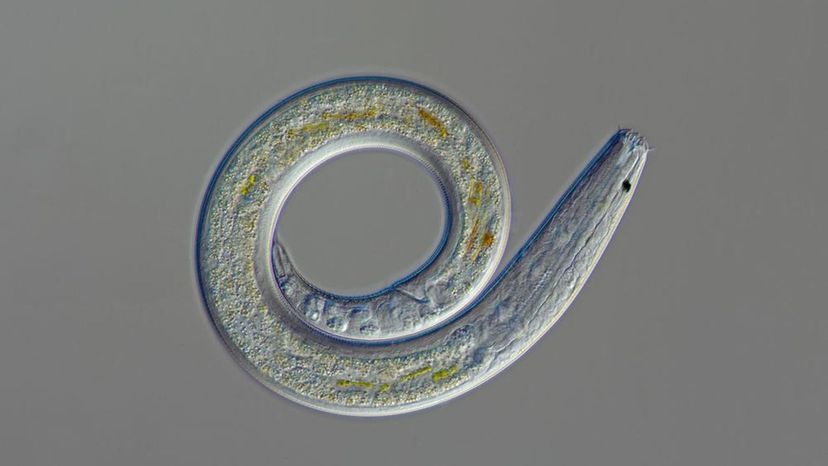 Roundworm