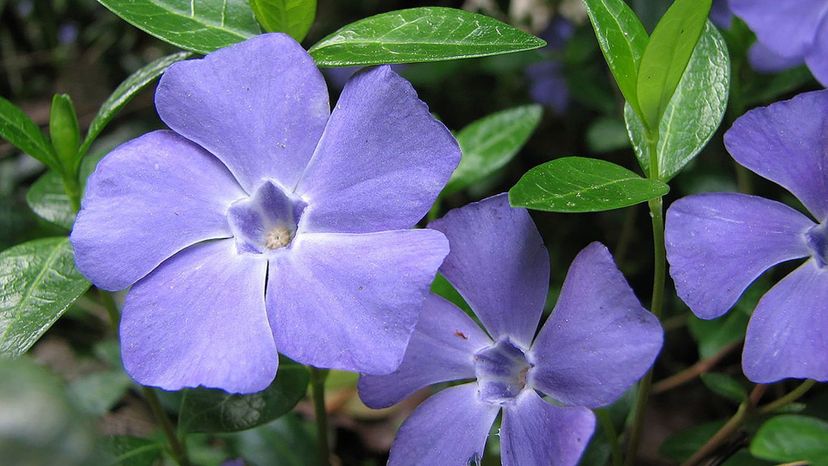 periwinkle