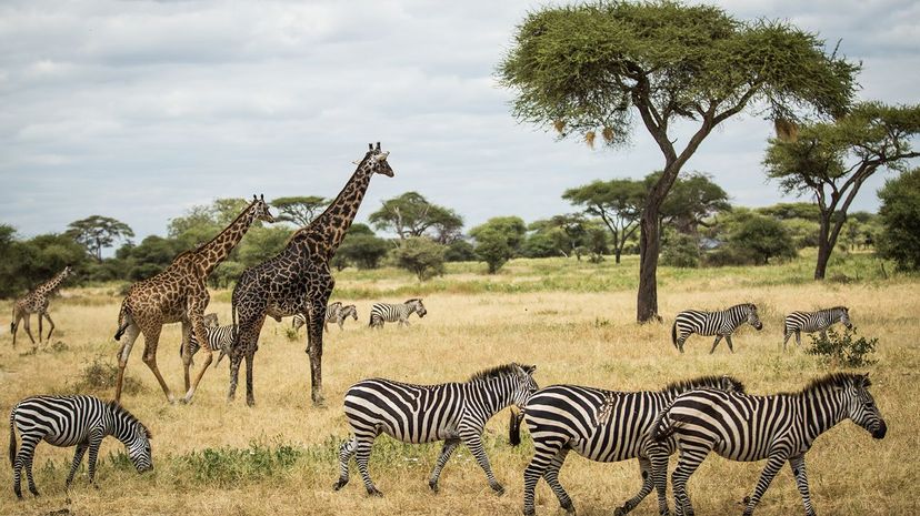 31 Serengeti National Park GettyImages-578849356