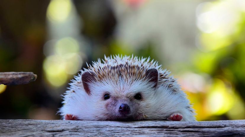 Pet Hedgehog