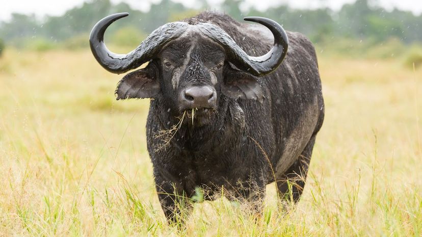 Buffalo