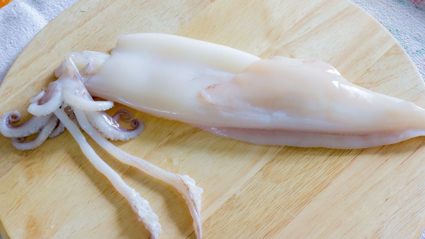 Squid