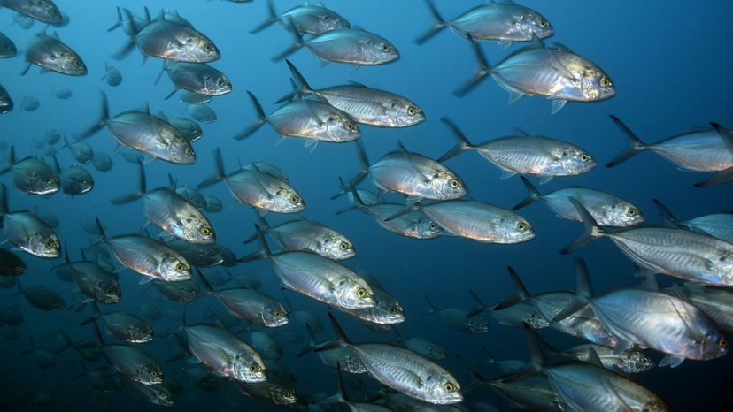 Blue Runner Fish: Learn to Catch Hardtail, The Coastal Side