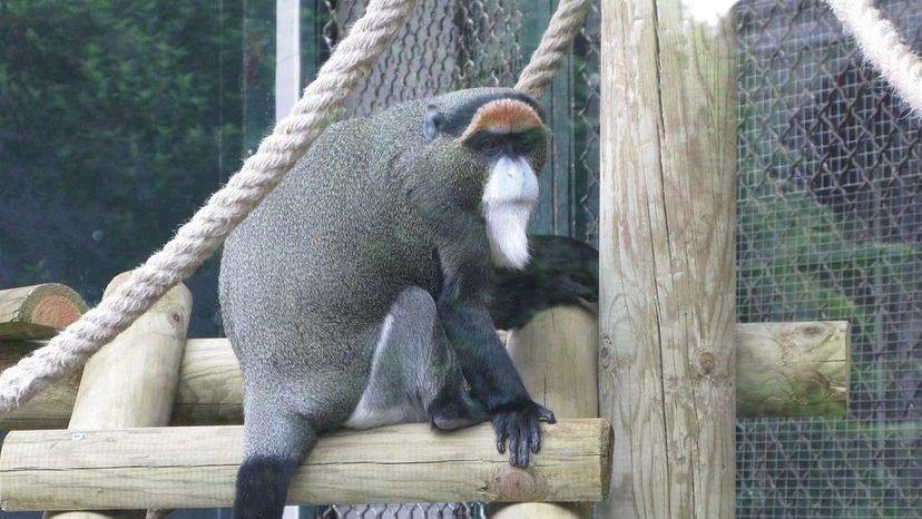 De Brazza's monkey