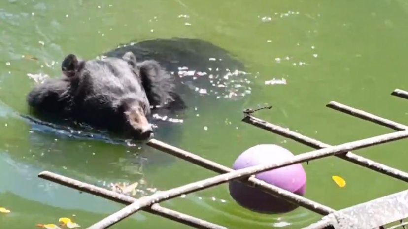 Black bear swim plays