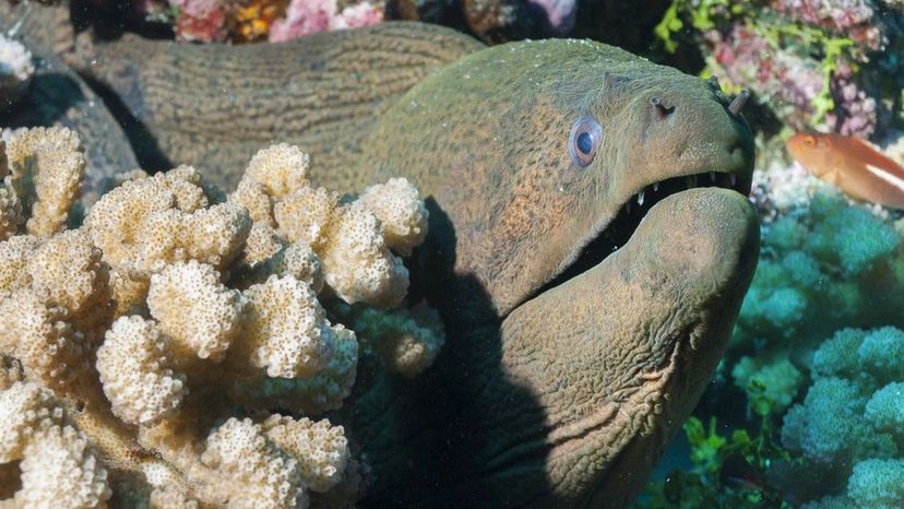 Moray Eel