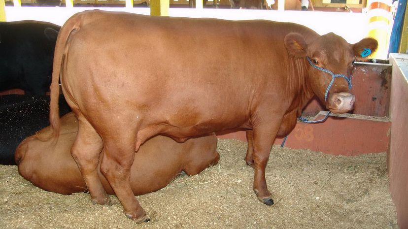 Santa Gertrudis