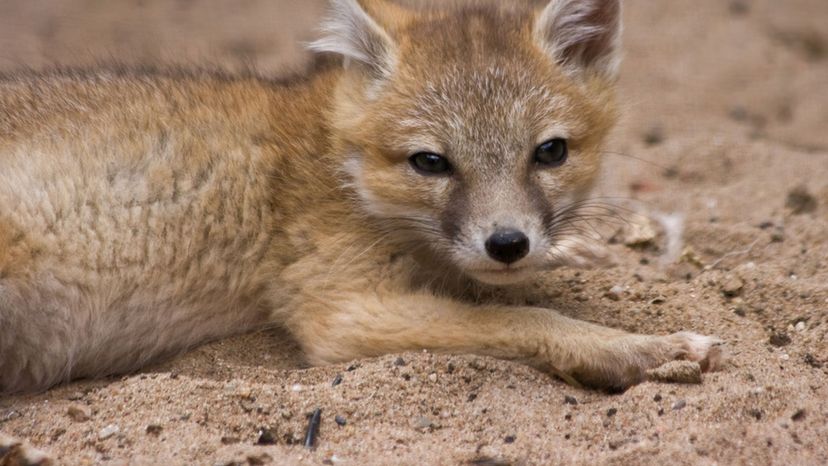 Swift Fox