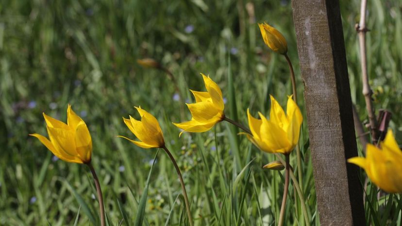 Species Wild Tulip