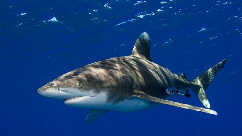 Oceanic Whitetip Shark