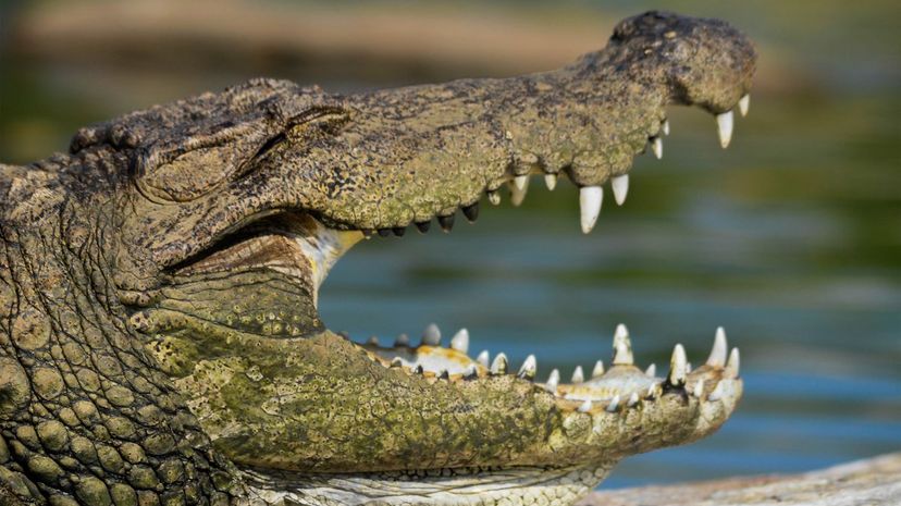 Q 34 Crocodile jaws