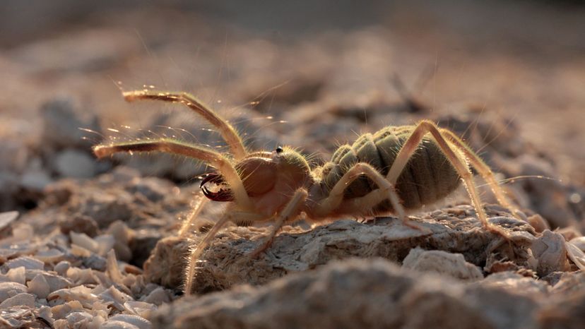The Camel Spider