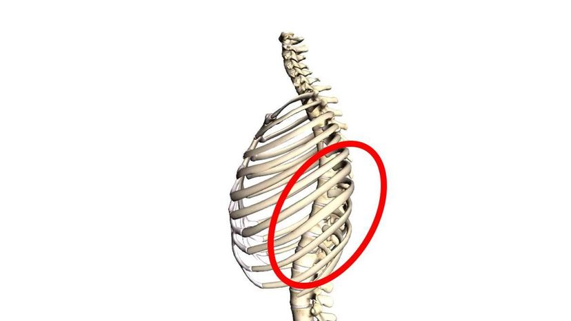 thoracic vertebrae