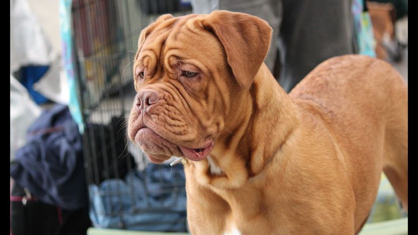 Dogue de Bordeaux