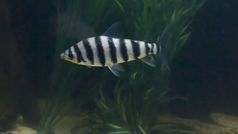 Black Banded Leporinus