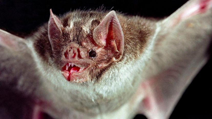 Vampire Bat