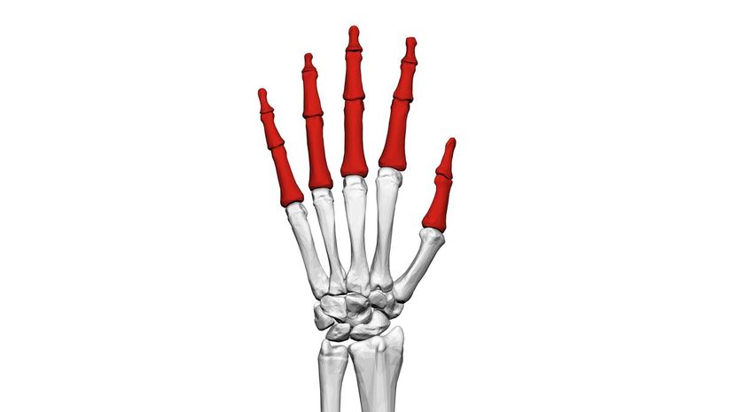 Phalanges
