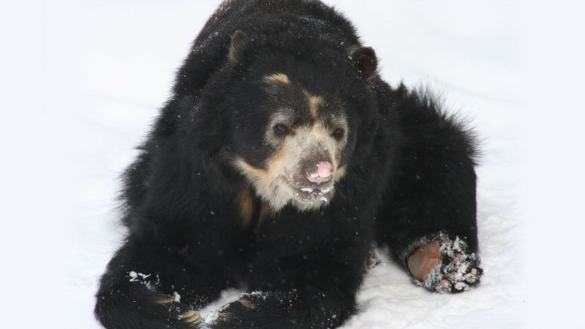 Spectacled Bear