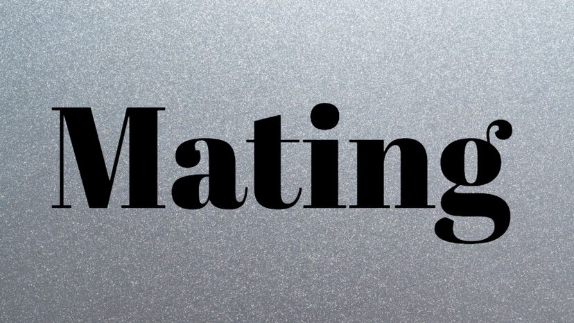 Mating (Taming)