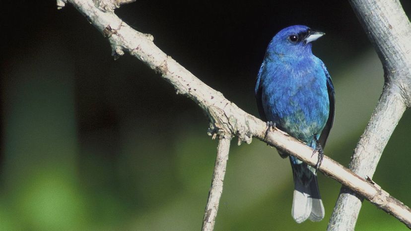 Indigo Bunting