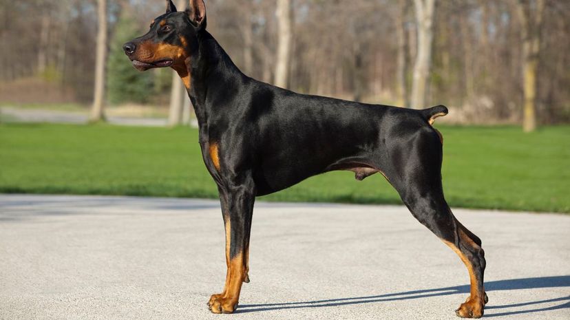 Doberman Pinscher