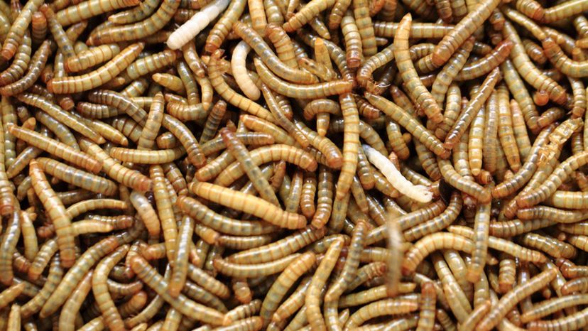 Mealworm