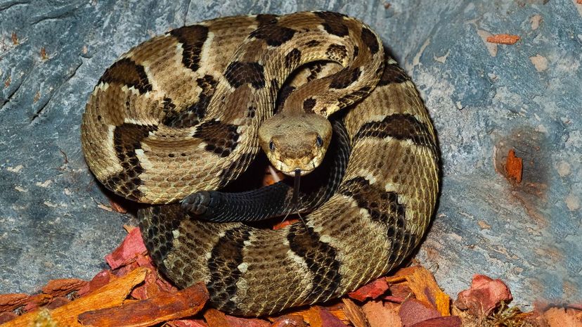 Timber rattlesnake