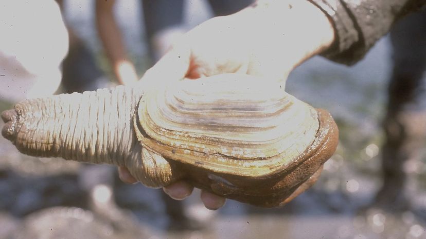 Geoduck