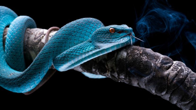 Do You Think You're a Snake Expert? Take This Quiz to See if You Really Are