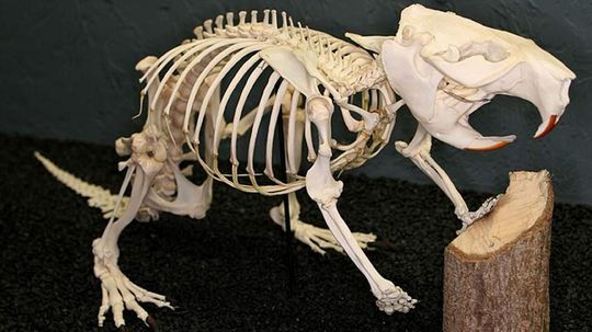 95% of People Can't Match Each of These Animals to Their Skeleton! Can You?