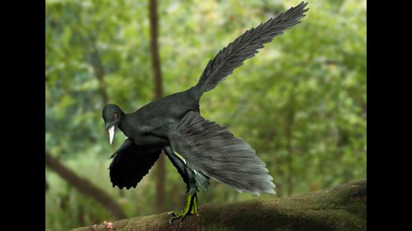 Archaeopteryx