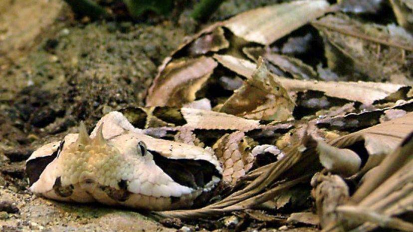 Gaboon Viper