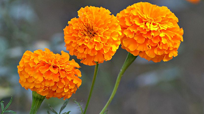 Marigold