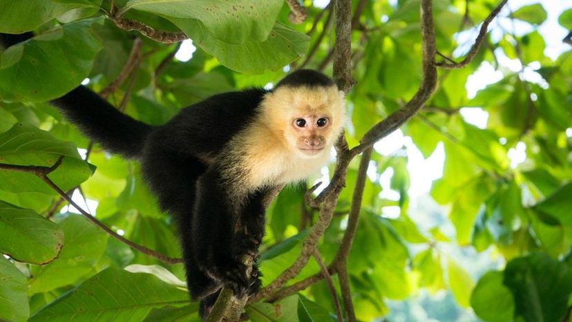 Capuchin Monkey