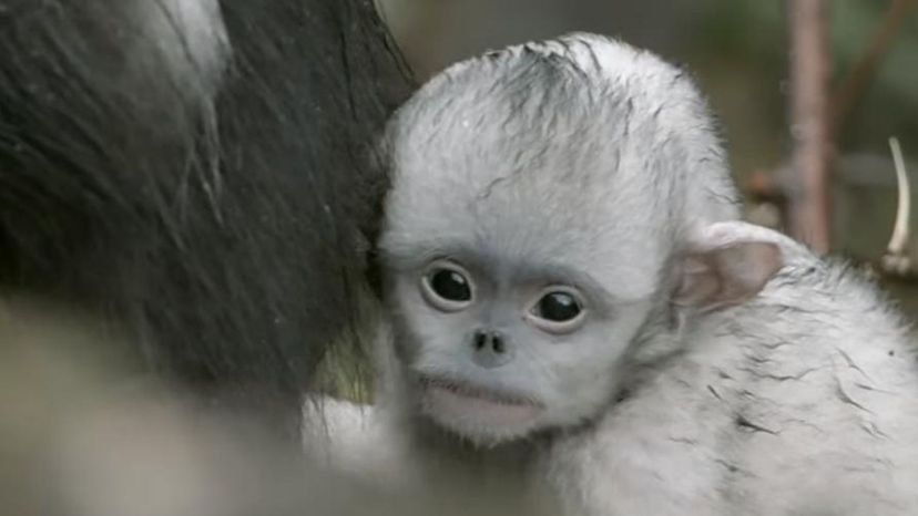 Tonkin Sub Nosed Monkey (Vietnam)