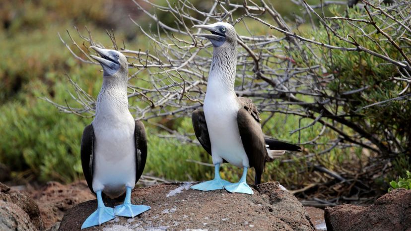 Blue-footed booby