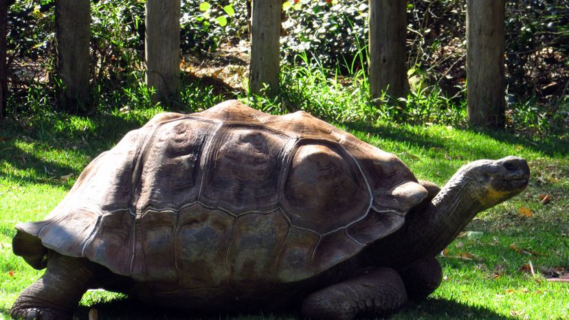 Galapagos tortoise