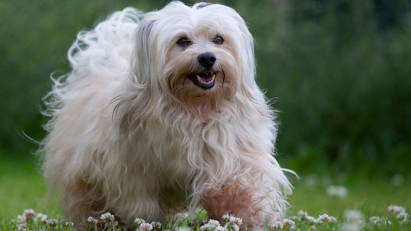 Havanese