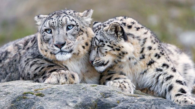 Snow leopard