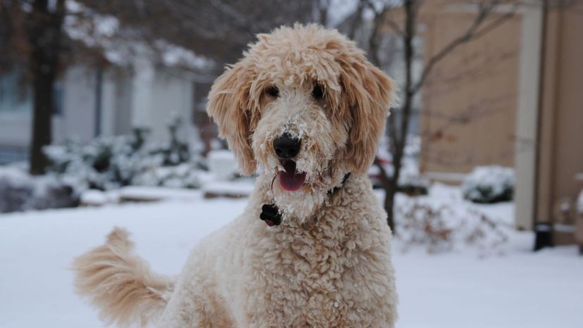 Goldendoodle