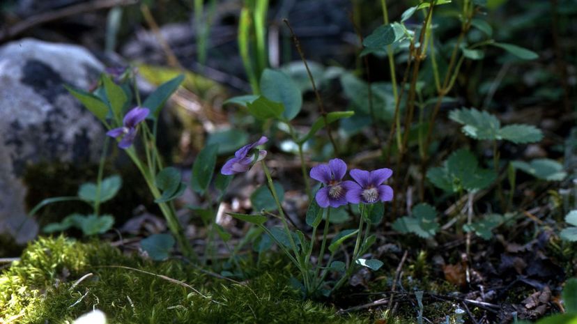 Long Spur Violets