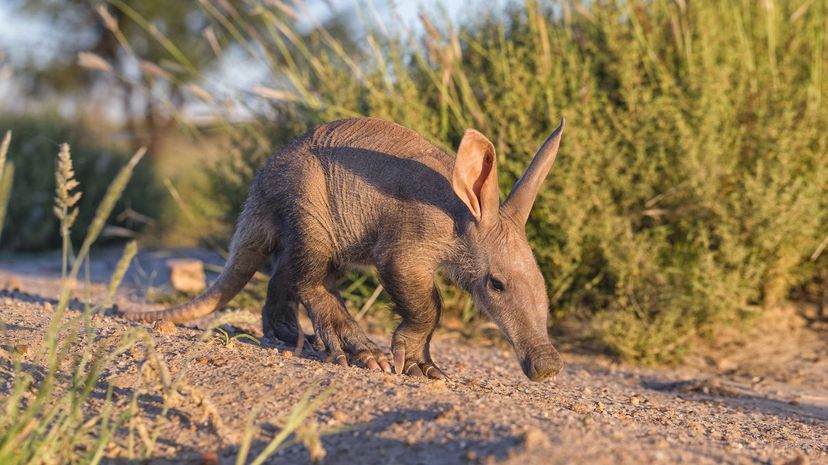 Aardvark