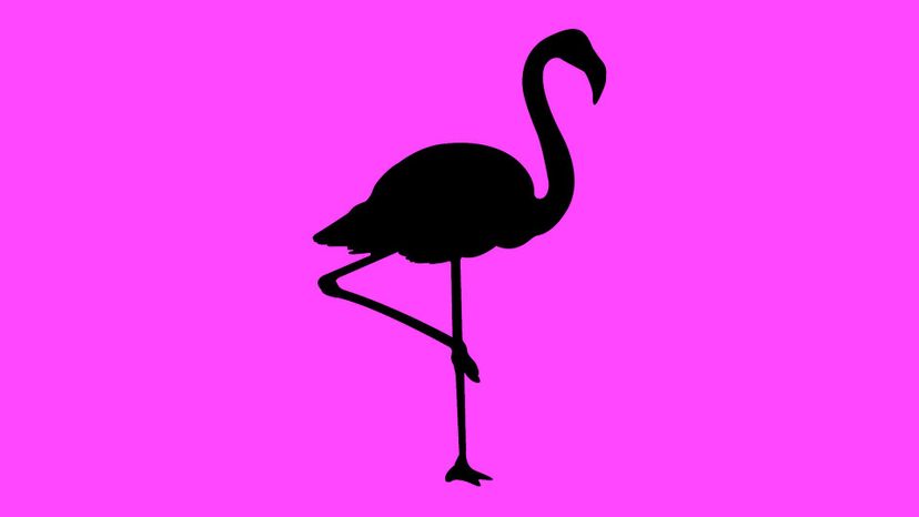 flamingo copy