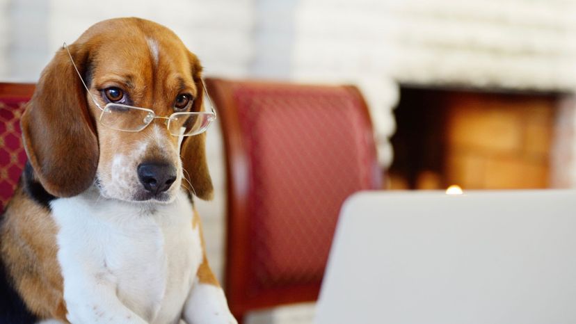 How Intelligent Is Your Dog?