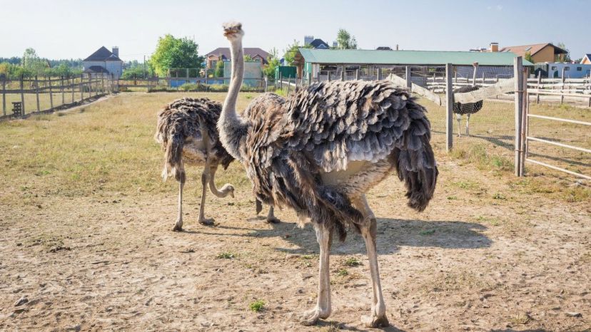 Ostrich